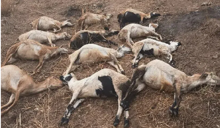 Goat killed in stray dog ​​attack